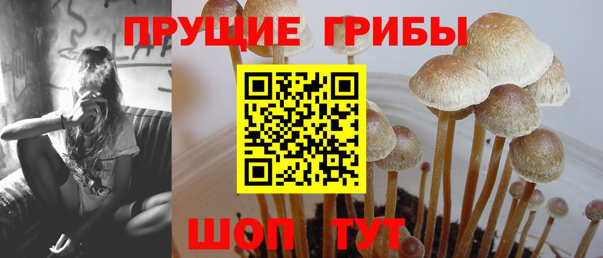 Вологда  Псилоцибиновые грибы Psilocybe  Вход с VPN 